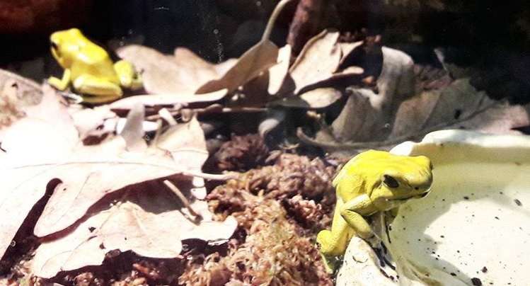 Two yellow frogs, one is staring at me