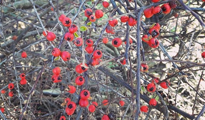 Fruits in winter