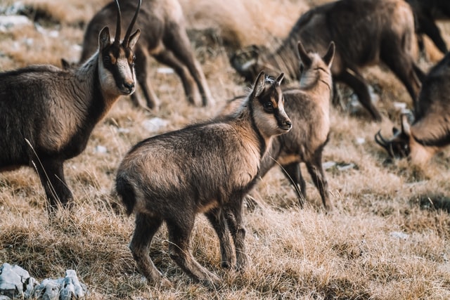 Group of animals