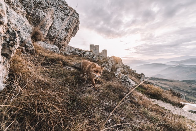 A fox next to a castle