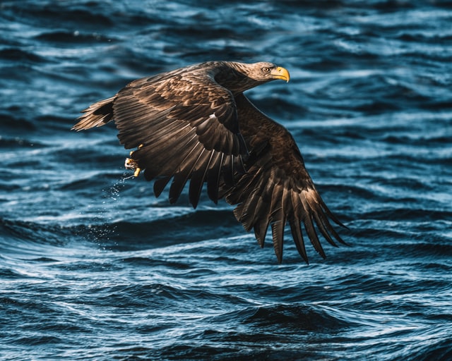 Eagle above the sea