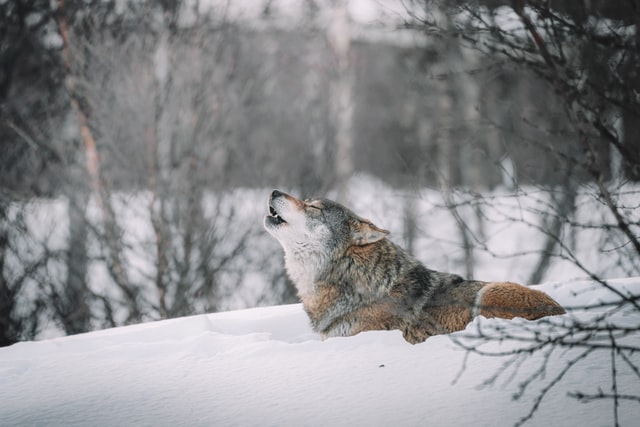 Wolf in the snow