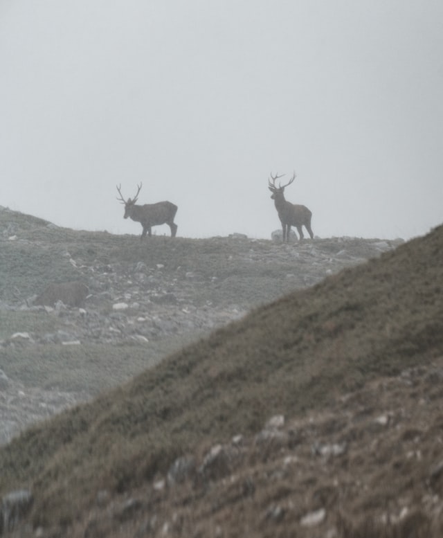 Two deers in a foggy day