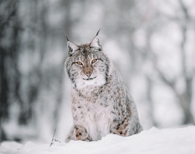 Lynx in the snow