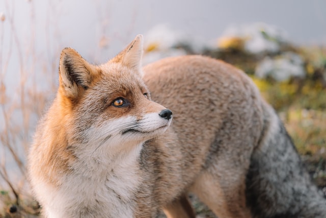 Fox staring at something